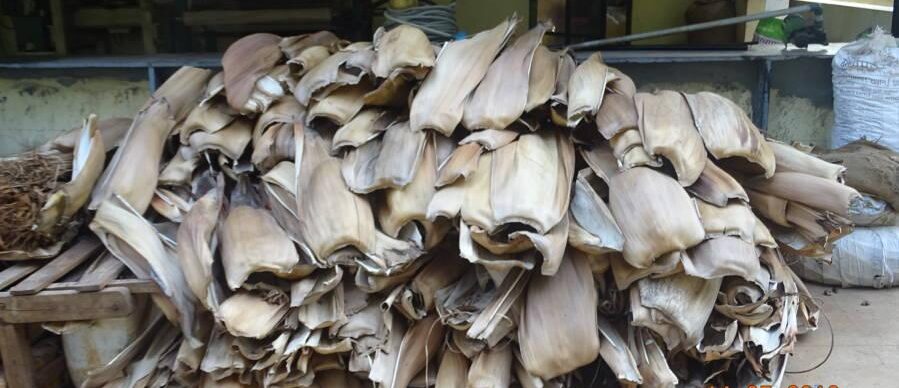 Areca leaf for cow fodder