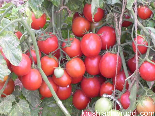 Tomato
