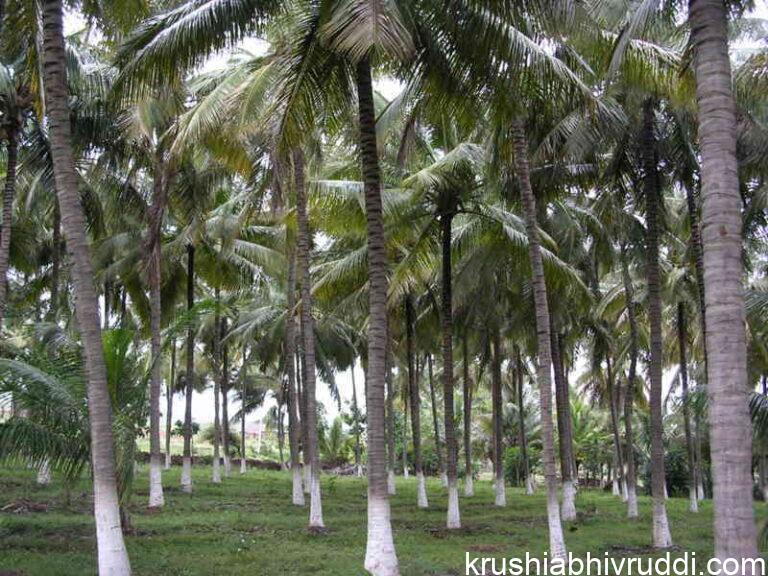 coconut garden