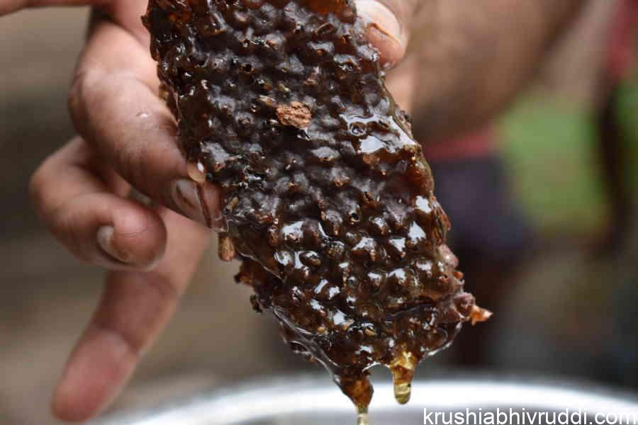 Dammer bee honey comb
