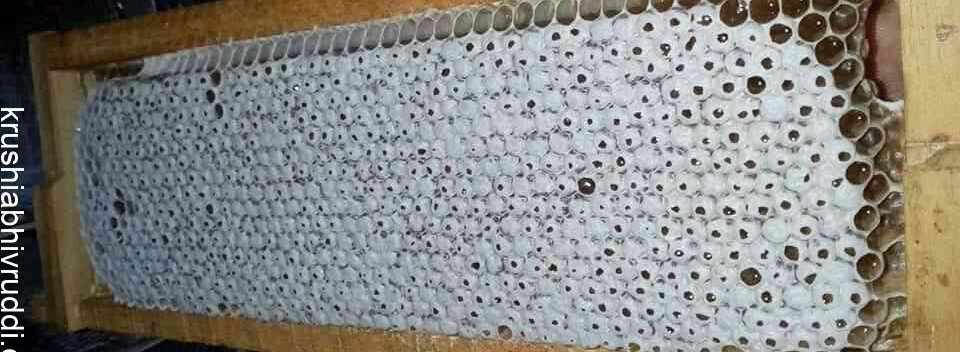 ಪಕ್ವವಾದ ಜೇನು