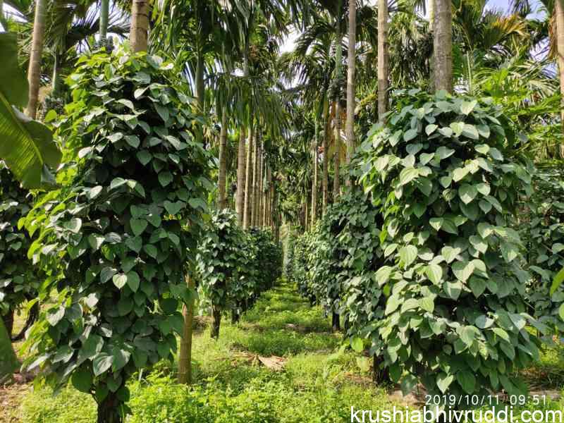 pepper garden