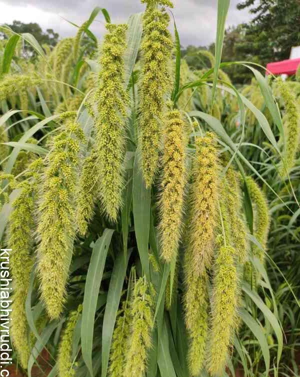ಭತ್ತಕ್ಕಿಂತ ಲಾಭದ ಬೆಳೆ ನವಣೆ. Foxtail bunch