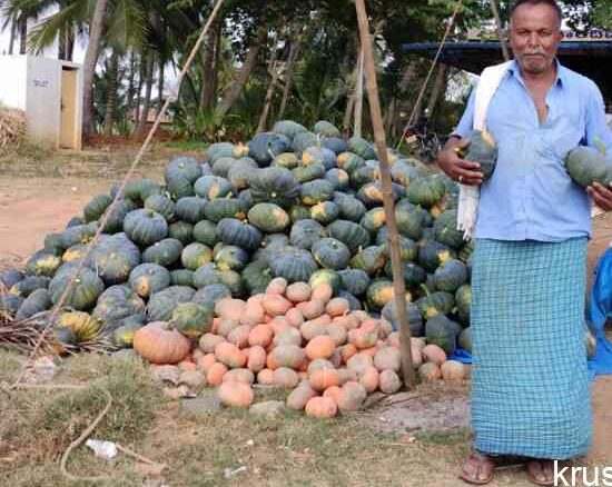 farmer selling pumpkins