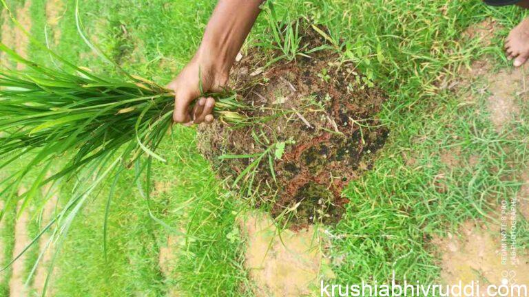 weed and its root zone