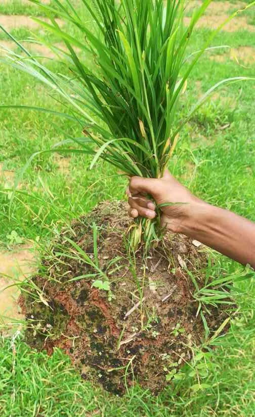 weed and its root zone