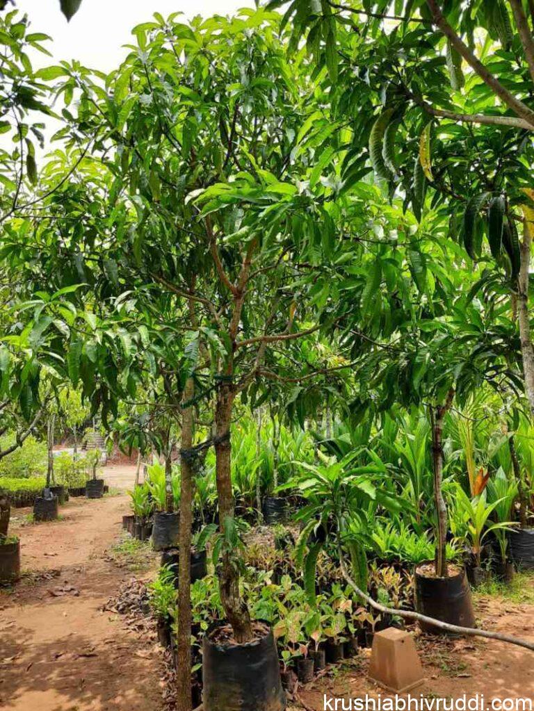 Poly bag fruit plant