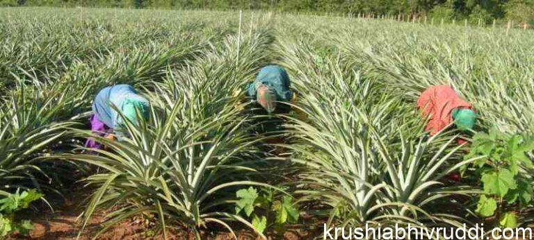 fertiliser broadcasting -ರಸಗೊಬ್ಬರ ಹಾಕುವುದು