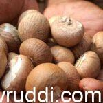 ಬಿಳಿ ಅಡಿಕೆ -ಚಾಲಿ