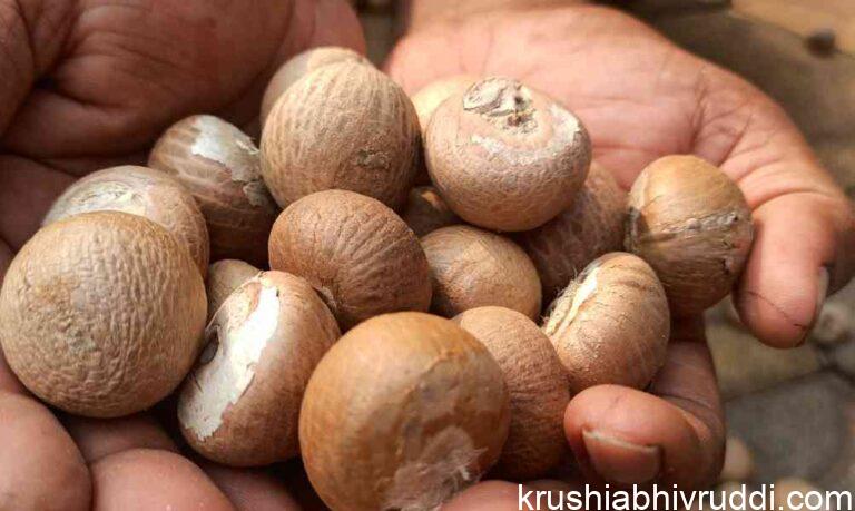 ಬಿಳಿ ಅಡಿಕೆ -ಚಾಲಿ