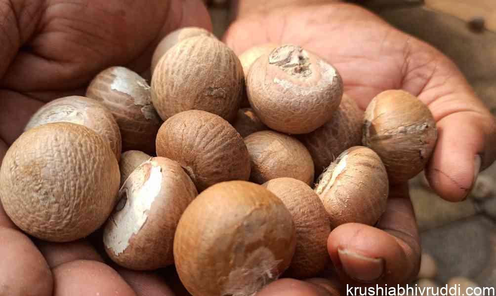 ಅಡಿಕೆ- ಸೋಮವಾರ ಮಾರುಕಟ್ಟೆಗೆ ಚೇತರಿಕೆ ಬಂದಿದೆ. ಬಿಳಿ ಅಡಿಕೆ -ಚಾಲಿ