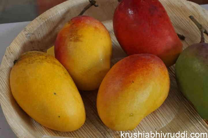 ಮಣಿಪುರದ ಸ್ಥಳೀಯ ಬಣ್ಣದ ಮಾವು