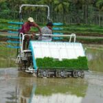 ಬೆಂಬಲ ಬೆಲೆ ಪಡೆದ ಭತ್ತ