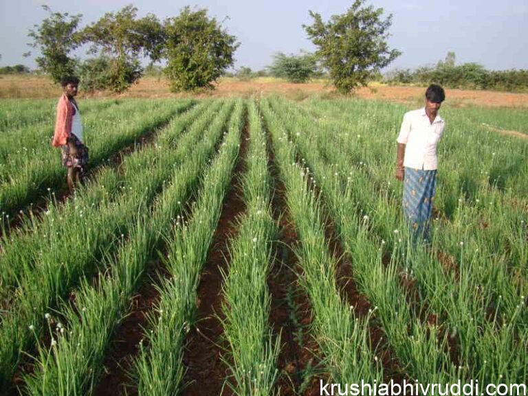 ಬೆಳೆ ವಿಮೆಯ ನಿರೀಕ್ಷೆಯಲ್ಲಿ ರೈತ