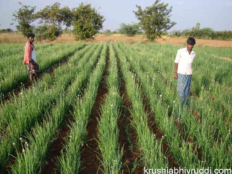 ಬೆಳೆ ವಿಮೆಯ ನಿರೀಕ್ಷೆಯಲ್ಲಿ ರೈತ