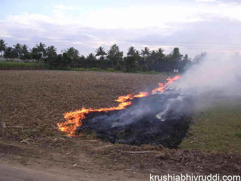 sugarcane trash burning