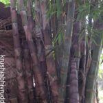 ನೆಟ್ಟು ಬೆಳೆಸಿದ ಬಿದಿರು