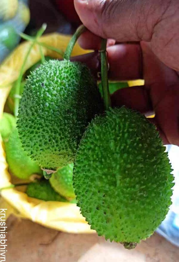 pollination required vegetable
