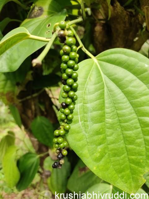 ಕರಿಮೆಣಸಿನ ರೋಗ ಲಕ್ಷಣ