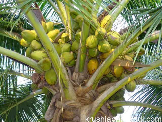 Characteristics of good mother palm.