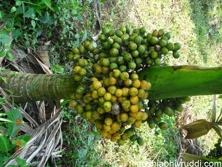 ಕುಬ್ಜ ತಳಿಯ ಅಡಿಕೆ ಮರ