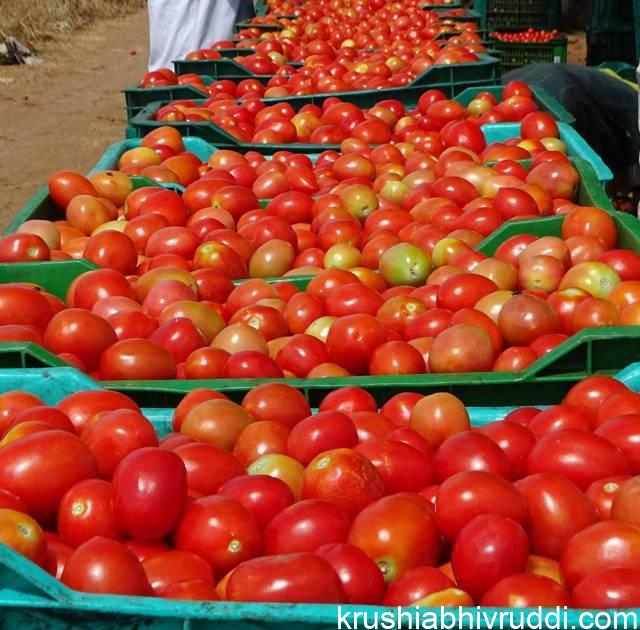 ಅರ್ಕಾ ರಕ್ಶಕ್ ಟೊಮಾಟೋ