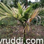 ಏಳಿಗೆ ಕಾಣದ ಅಡಿಕೆ ಗಿಡ