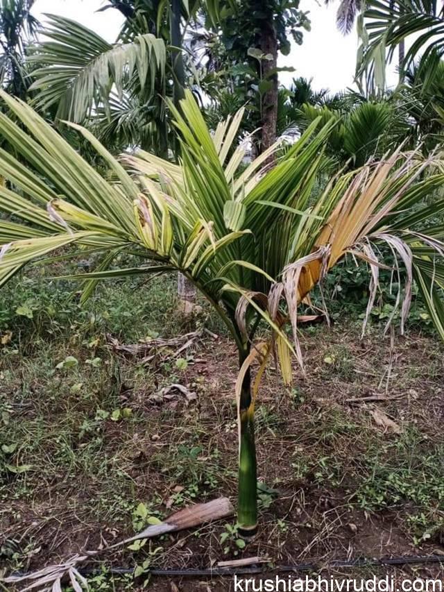 ಸಸ್ಯಗಳು ಎಷ್ಟೇ ಆರೈಕೆ ಮಾಡಿದರೂ ಏಳಿಗೆ ಆಗದಿರಲು ಕಾರಣ. ಏಳಿಗೆ ಕಾಣದ ಅಡಿಕೆ ಗಿಡ
