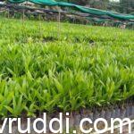 ಉತ್ತಮ ಅಡಿಕೆ ಸಸಿಗಳು