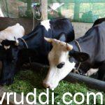 ಹಸುಗಳು ಹುಲ್ಲು ಆಹಾರ ತಿನ್ನುವುದು