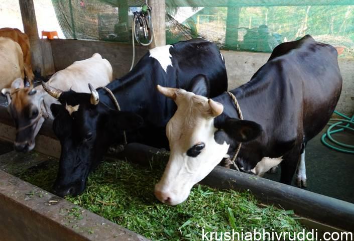 ಹಸುಗಳು ಹುಲ್ಲು ಆಹಾರ ತಿನ್ನುವುದು
