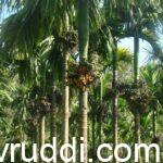 ಸಾವಯವ ಗೊಬ್ಬರದಿಂದ ಇಳುವರಿಯ ಅಡಿಕೆ ಮರ