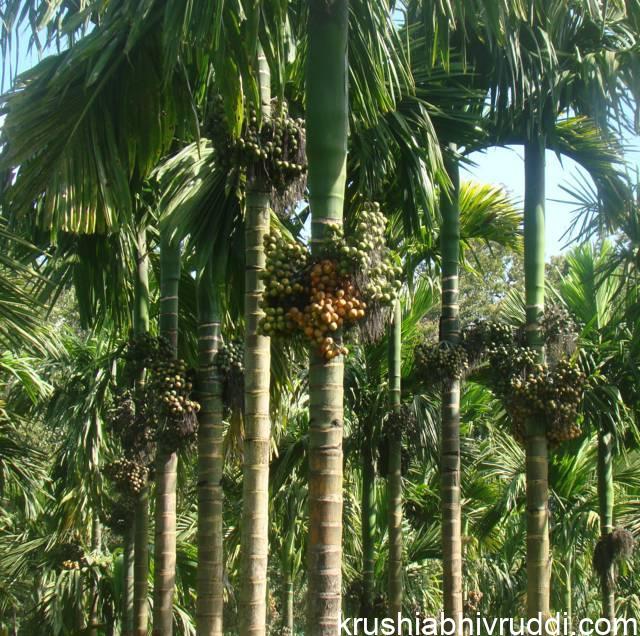 ಸಾವಯವ ಗೊಬ್ಬರದಿಂದ ಇಳುವರಿಯ ಅಡಿಕೆ ಮರ