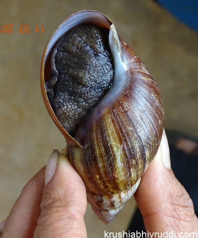 ಆಫ್ರಿಕನ್ ದೈತ್ಯ ಬಸವನ ಹುಳ