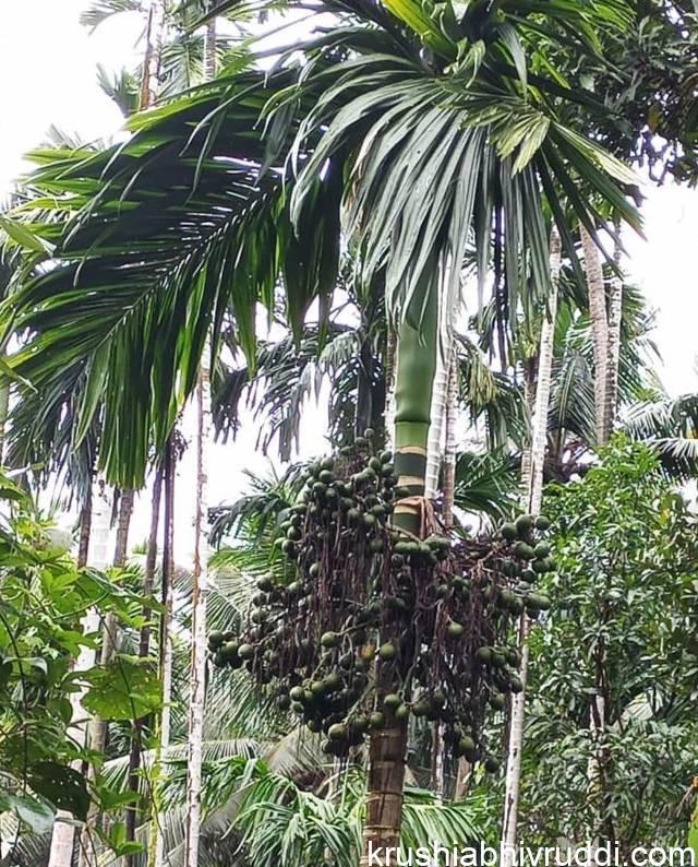 ರೋಗ ನಿರೋಧಕ ಅಡಿಕೆ ಮರ