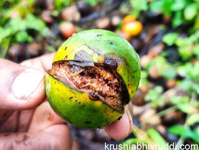 ಕಾಯಿ ಒಡೆಯುವ ತೊಂದರೆ