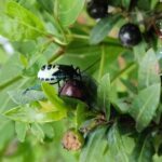 ತರಹೇವಾರು ಸೌಂದರ್ಯದಕೀಟಗಳು