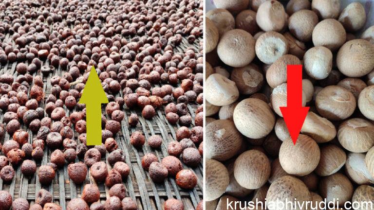 ಕೆಂಪು ಮತ್ತು ಬಿಳಿ ಅಡಿಕೆ