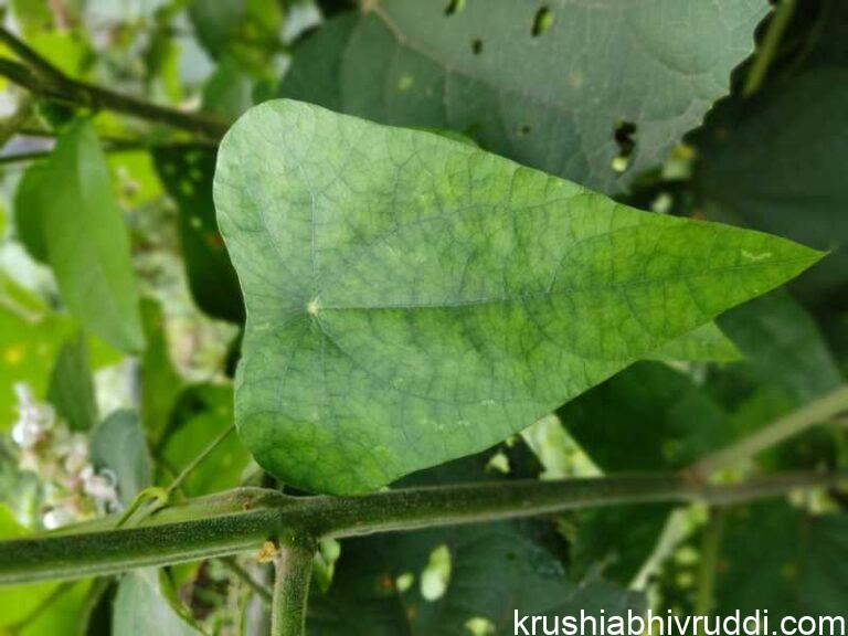 ಹಾಡೆ ಬಳ್ಳಿ ಎಲೆ