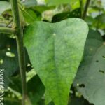 ಹಾಡೆ ಬಳ್ಳಿ ಎಲೆ