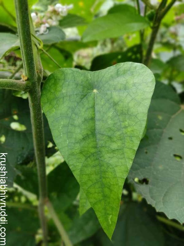 ಹಾಡೆ ಬಳ್ಳಿ ಎಲೆ