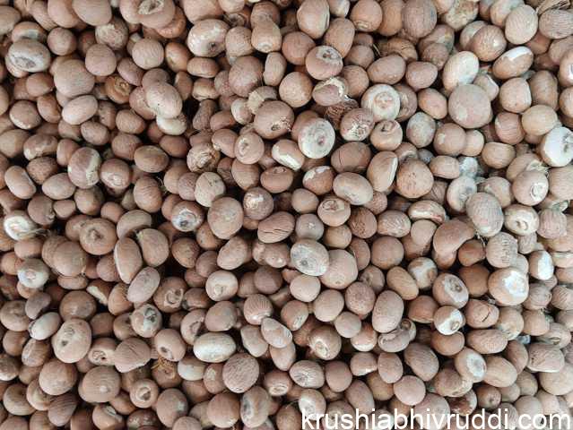 ಚಾಲಿ ಅಡಿಕೆ