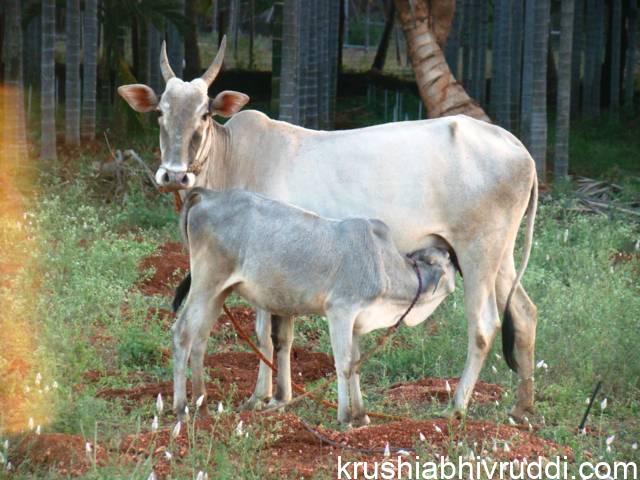 ಹಸು , ಕರು ಜೊತೆಯಾಗಿದ್ದ ಕಾಲವಿತ್ತು. ಈಗ ಕರು ಔಟ್