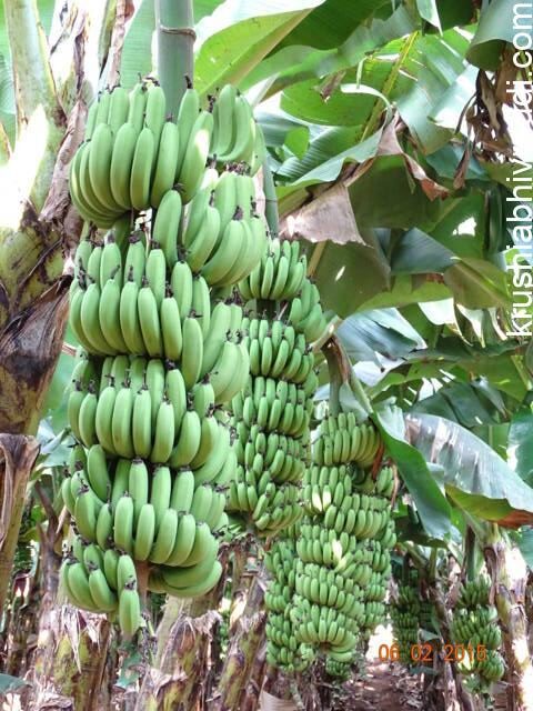 ಉತ್ತಮ ಪೋಷಕಾಂಶಗಳಿಂದ ಬಂದ ಬಾಳೆ ಗೊನೆ