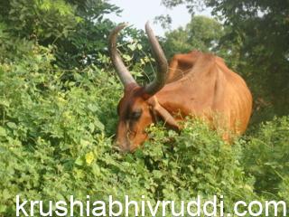 ಸ್ವಚ್ಚಂದ ಪರಿಸರದಲ್ಲಿ ಮೇಯುತ್ತಿರುವ ಗೀರ್ ಹಸು