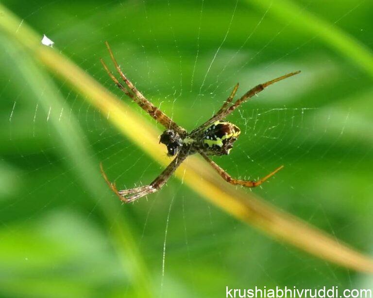 ಎತ್ತರದಲ್ಲಿ ಬಲೆ ಕಟ್ಟುವ ಭೇಟೆಗಾರ ಜೇಡ