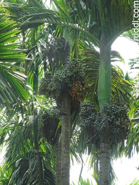 ನೀರಾವರಿಯೊಂದಿಗೆ ಗೊಬ್ಬರ ಕೊಟ್ಟು ಇಳುವರಿ