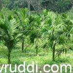 ಸೂಕ್ಷ್ಮ ಪೋಷಕಾಂಶಗಳ ಸಿಂಪರಣೆ ಮತ್ತು ಬಳಕೆಯಿಂದ ಬೆಳೆದ ಅಡಿಕೆ ಸಸಿಗಳು.