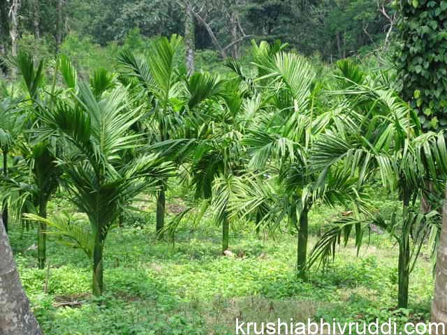 ಸೂಕ್ಷ್ಮ ಪೋಷಕಾಂಶಗಳ ಸಿಂಪರಣೆ ಮತ್ತು ಬಳಕೆಯಿಂದ ಬೆಳೆದ ಅಡಿಕೆ ಸಸಿಗಳು.