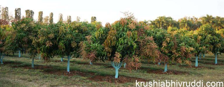 ಚಿಗುರು ಉಳಿಸಿದರೆ – ಮಾವು ಉತ್ತಮ ಫಲ ಕೊಡುತ್ತದೆ.
